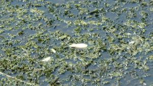 Büyük Menderes'teki kuraklık canlıları da vurdu, binlerce balık telef oldu: Acil önlem alınsın
