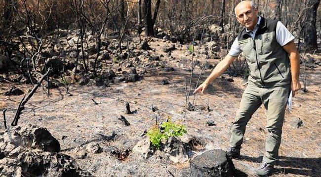 Manavgat'ta yanan orman küllerinden doğuyor