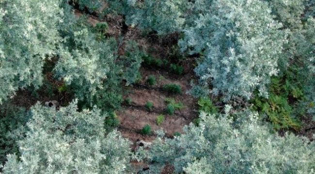 Manisa'da bin 71 kök kenevir ve 3 kilo kubar esrar ele geçirildi