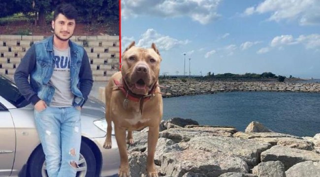 Pendik'te 'Denizde saldıran pitbull öldürdü iddiası