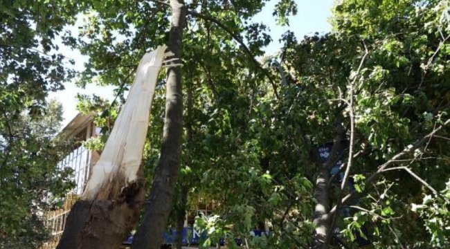 Kadıköy'de etkili olan rüzgar ağacı devirdi