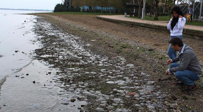 Kocaeli'nde endişelendiren görüntü! Binlerce ölü denizanası kıyıya vurdu