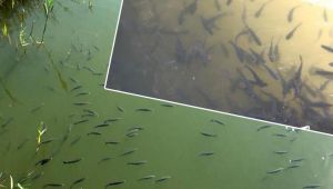 Oksijeni azalan derede balıklar su yüzeyine çıktı