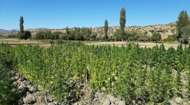 Eren-Abluka operasyonunda 1 adet EYP, 52 bin kök kenevir ele geçirildi