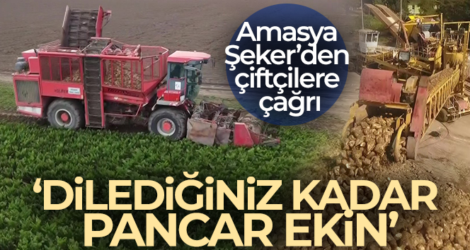 Amasya Şeker’den çiftçilere çağrı: 'Dilediğiniz kadar pancar ekin'