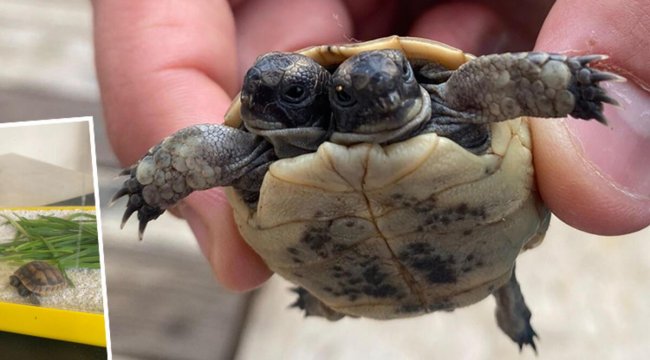 Antalya'da çift başlı kaplumbağa görenleri şaşırttı