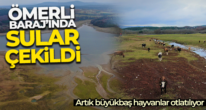 Suların çekildiği Ömerli Baraj'ında artık büyükbaş hayvanlar otlatılıyor