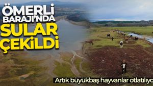 Suların çekildiği Ömerli Barajı'nda artık büyükbaş hayvanlar otlatılıyor