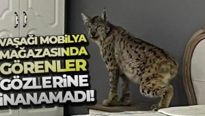 Vaşağı mobilya mağazasında görenler gözlerine inanamadı