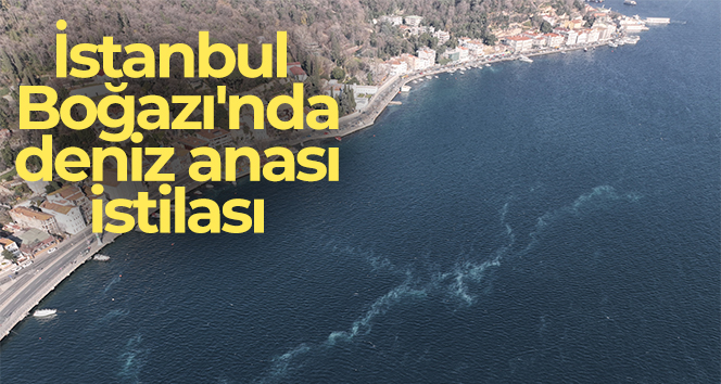 İstanbul Boğazı'nda deniz anası istilası
