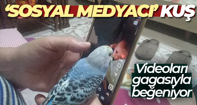 Sosyal medya müdavimi muhabbet kuşu