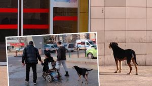 Bursa'da 3 ay önce sahiplendiği köpek, hastane kapısından ayrılmadı