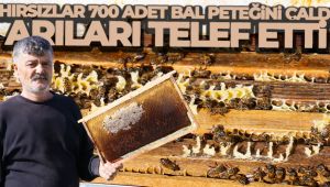 Hırsızlar 700 adet bal peteğini çaldı, arıları telef etti
