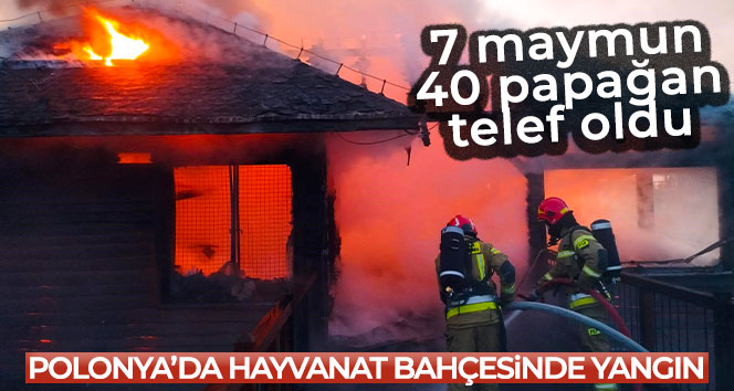 Polonya'da hayvanat bahçesinde yangın: 7 maymun, 40 papağan telef oldu