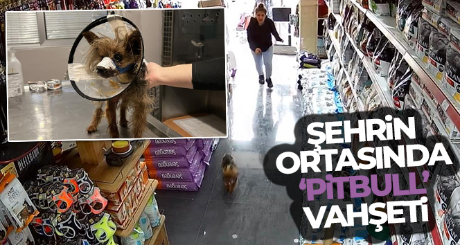 Şehrin ortasında 'Pitbull' vahşeti