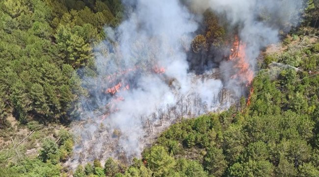 Muğla’da orman yangını çıktı