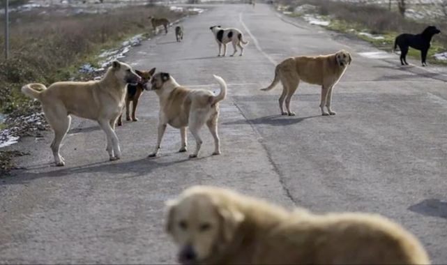 Başıboş sokak köpekleri düzenlemesi Meclis'ten geçerek yasalaştı