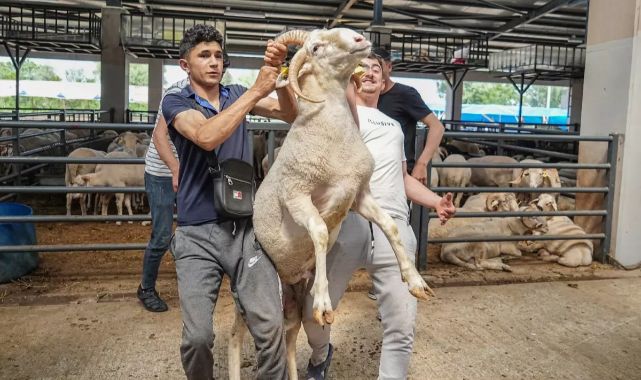 4 boynuzlu koç kurban pazarının gözdesi oldu
